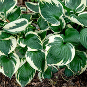 Hosta, Patriot #2